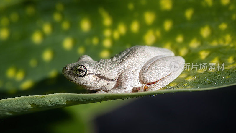 庇隆树蛙(Litoria peroni)